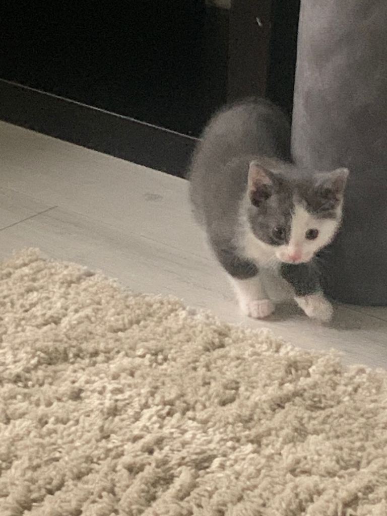 Grey kitten