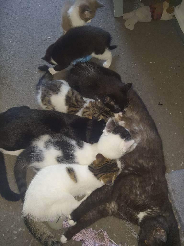 Kitten 