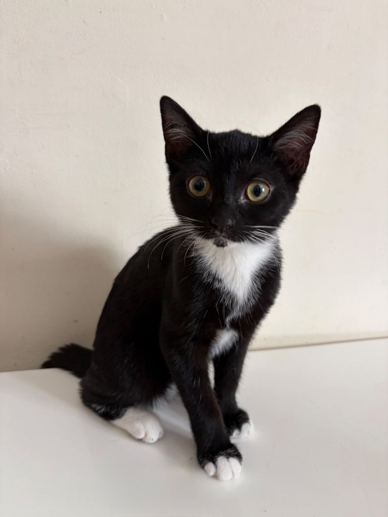 Cute male kitten with Cat Litter Box