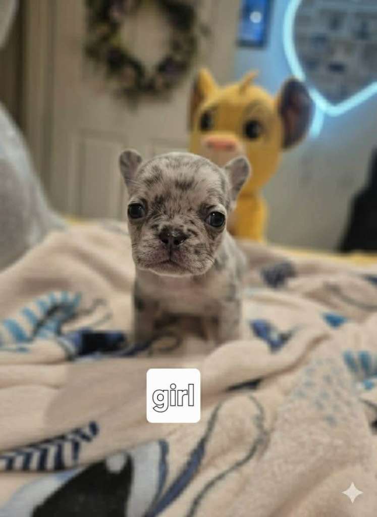 Beautiful French Bulldog puppies