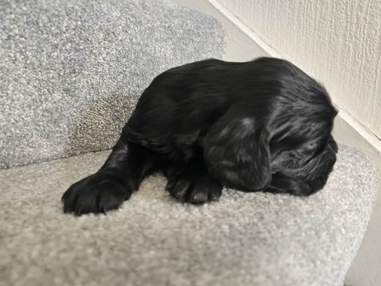 Ready in a week ** 3 girl cocker spaniels left **