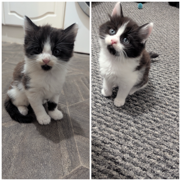 2 Beautiful Male kittens for sale in Dagenham