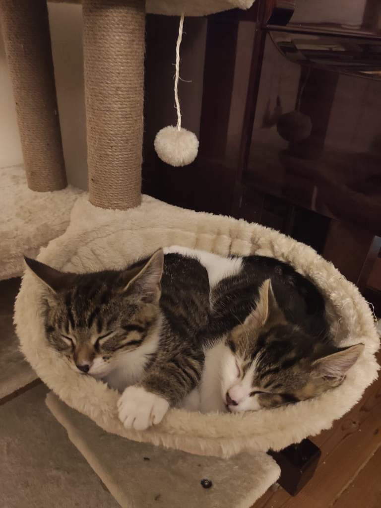 Beautiful 14 month old sisters looking for a new home