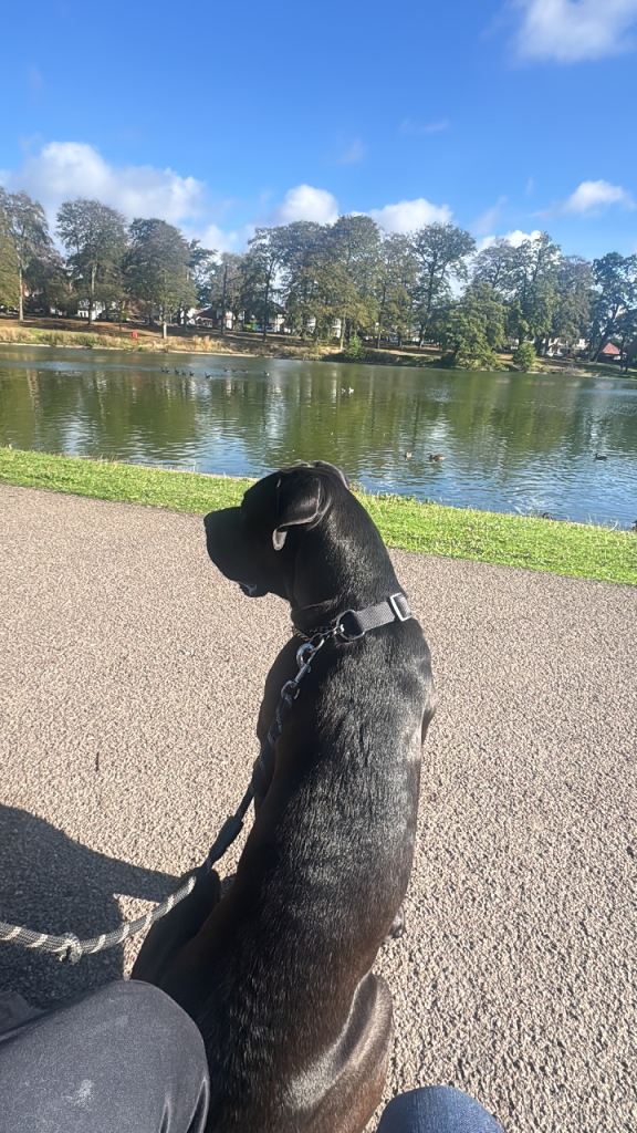 Cane corso female 18 month to rehome 