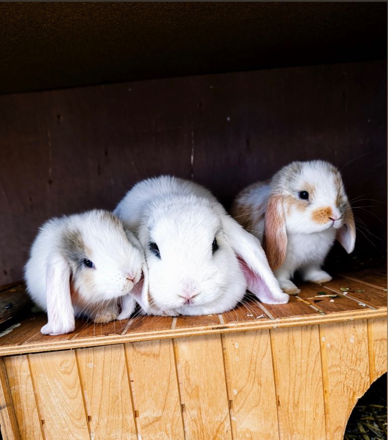 Mine lop bunny’s 
