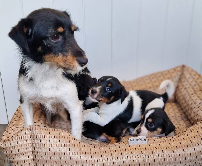 Jack Russell terriers traditional short leg
