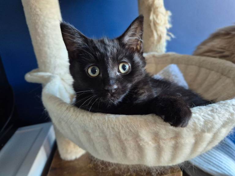 Kitten looking for his forever home