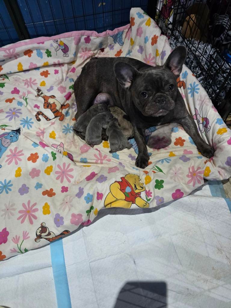 French bulldog puppies
