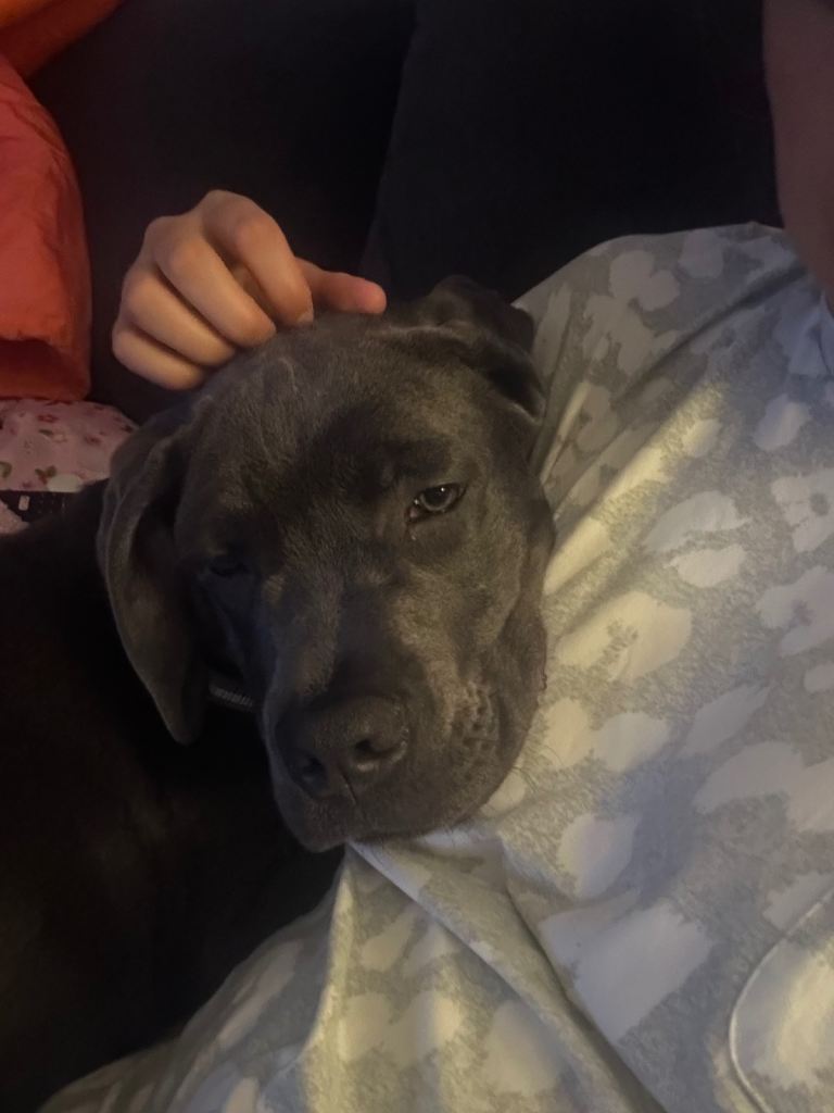 image for 6 months old cane corso 