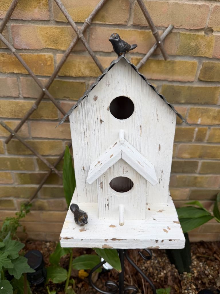 Garden stuff week old 20 each 