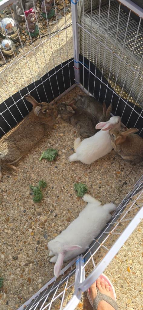 Baby bunnies