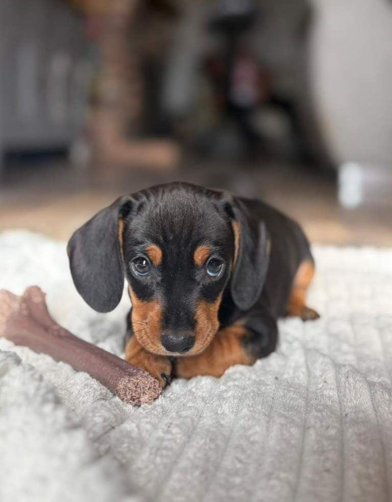 Dachshund puppies for sale
