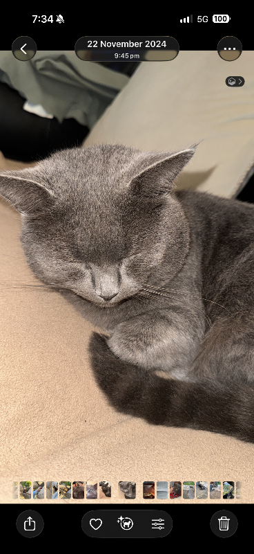 Beautiful cat looking for a new home 