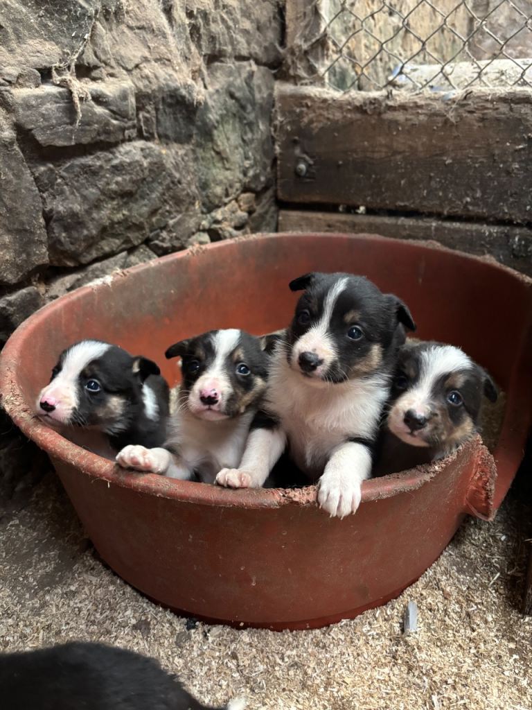 Border Collie Pups