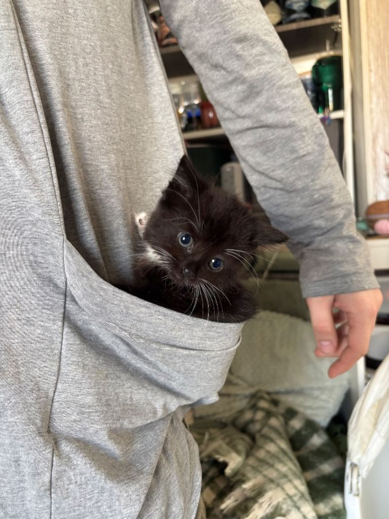 5 x tuxedo kittens ready for their new homes