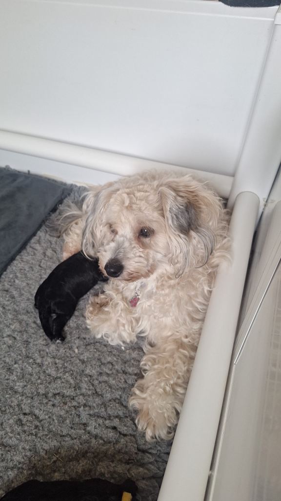 Gorgeous F1B Maltipoo Puppies