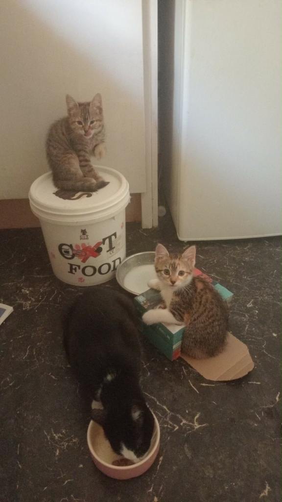 Kittens for sale