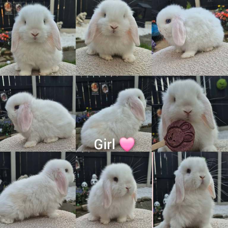 Beautiful mini lop babies ready now 