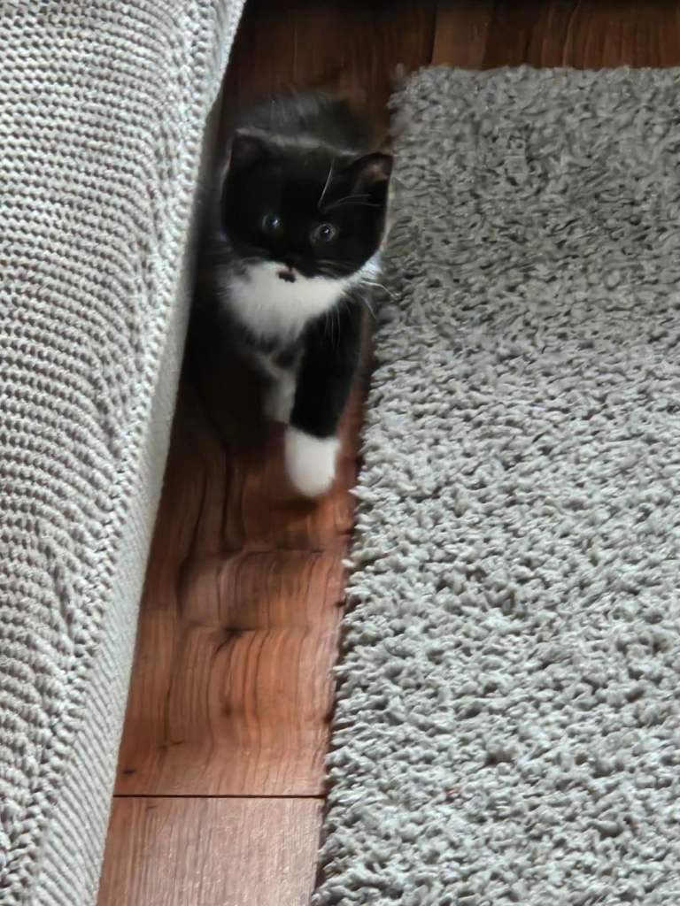 Fluffy male kittens 9 weeks old