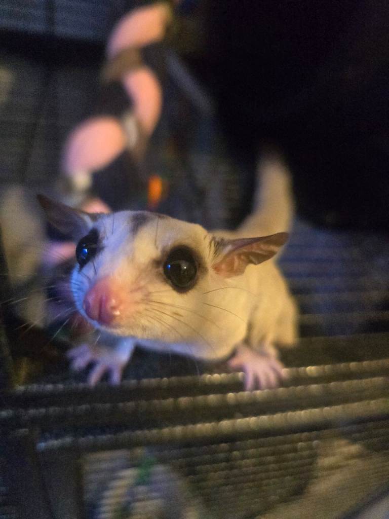 Boy and girl Baby sugar gliders not ready yet.