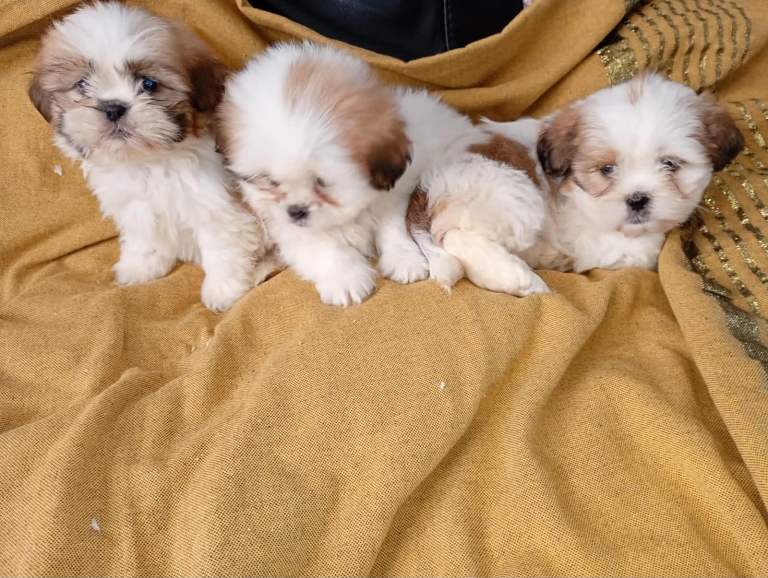 Shihtzu puppies