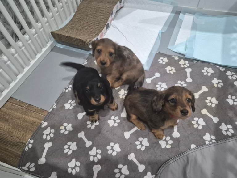 Beautiful little dachshund girl