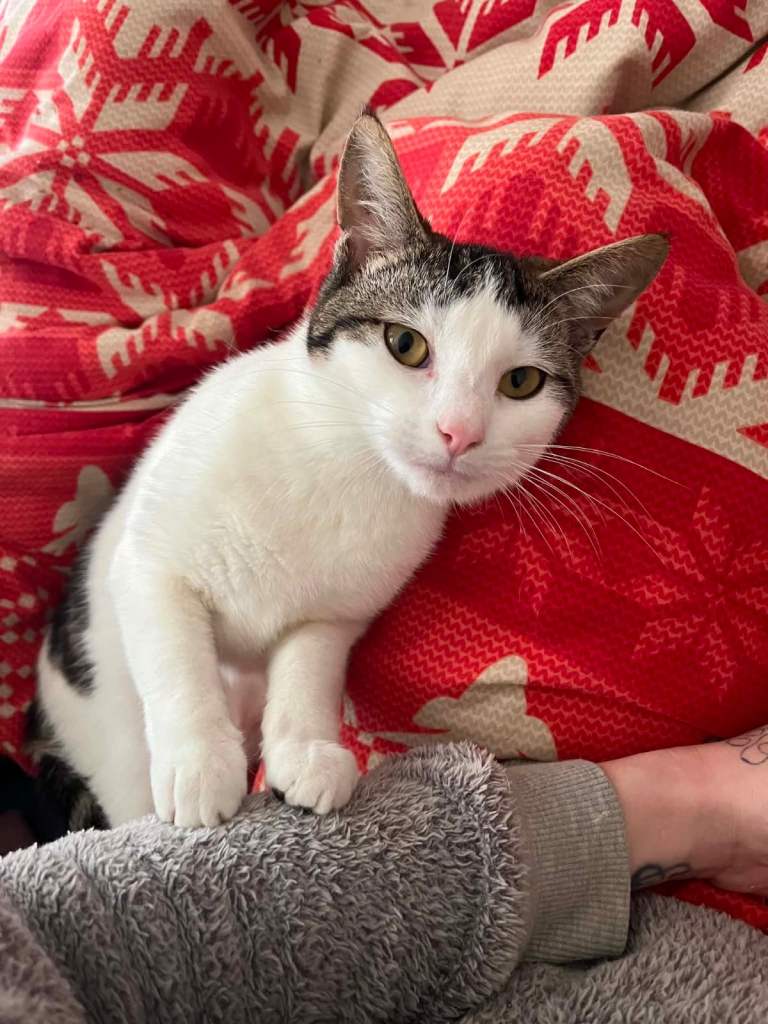 1year old female cat