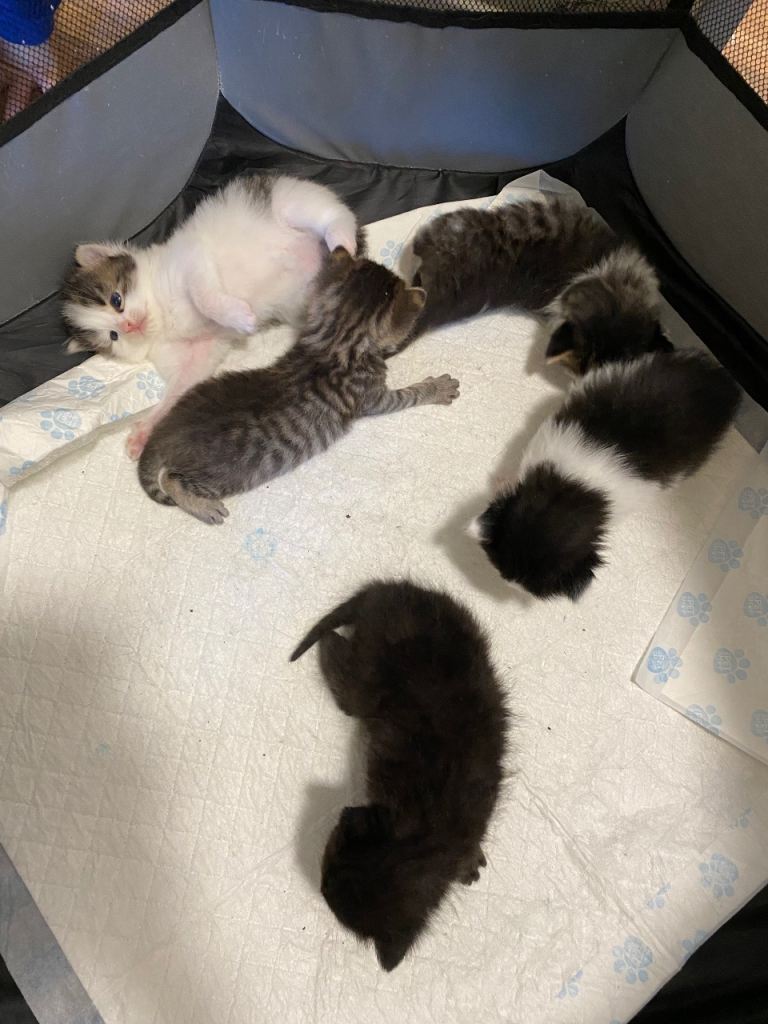 Beautiful kittens 