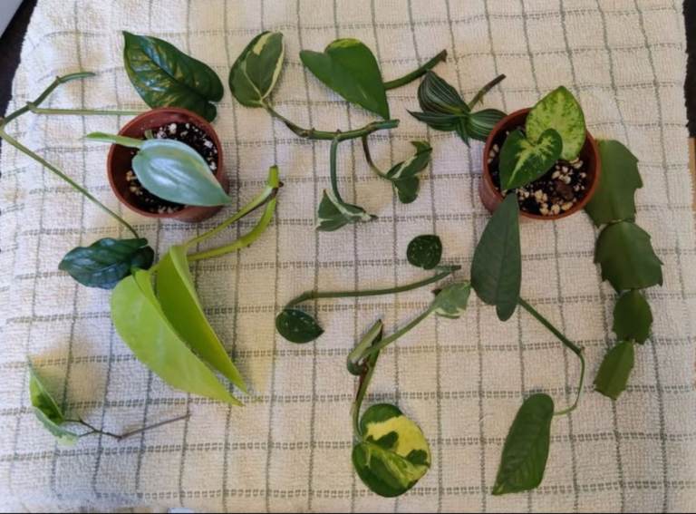 Plant cutting bundle 