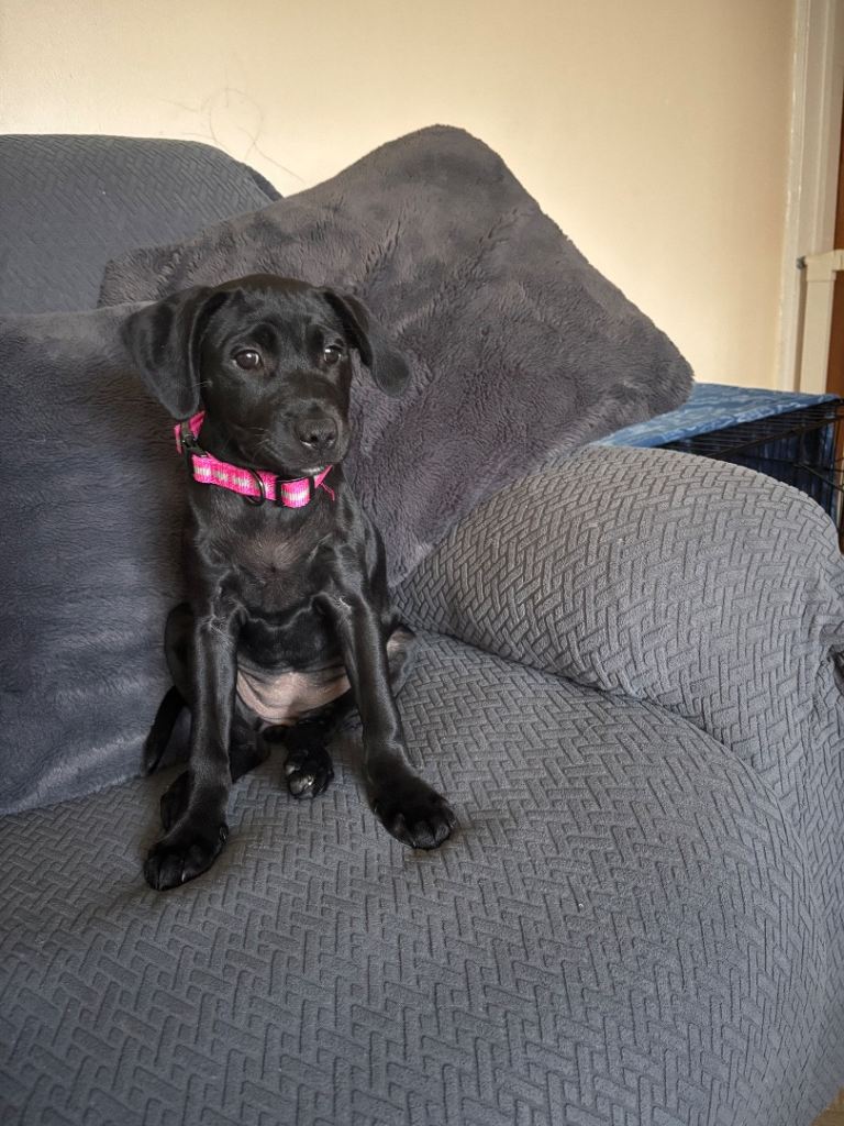 Female staffordshire bull terrier x black