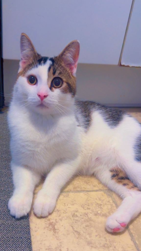 Beautiful Turkish Van Cat 