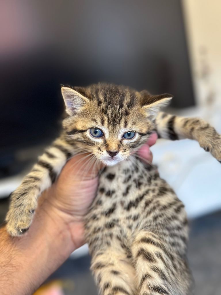     Beautiful 5️⃣–6️⃣Week-Old Bengal Kitten
