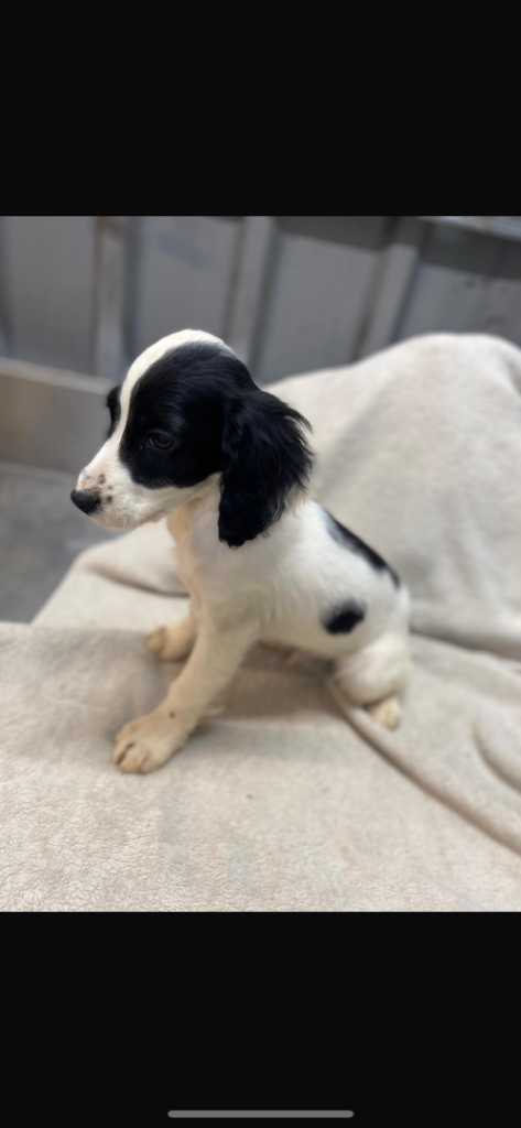 3 spaniel puppies ready to go. 
