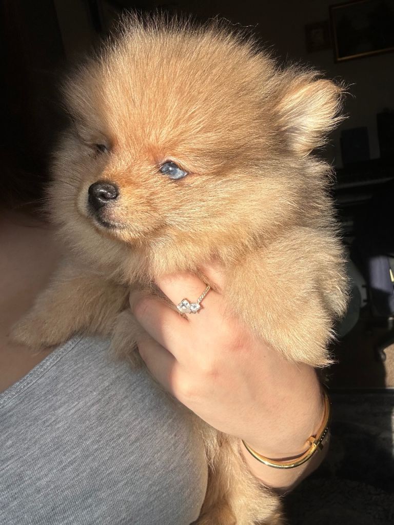 Pedigree Pomeranian puppy 