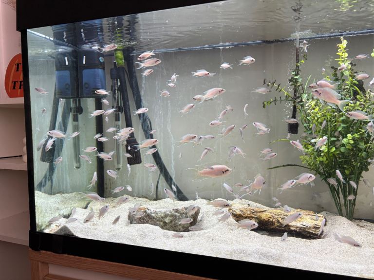 Fairy cichlids (bricardi tanganikya) 