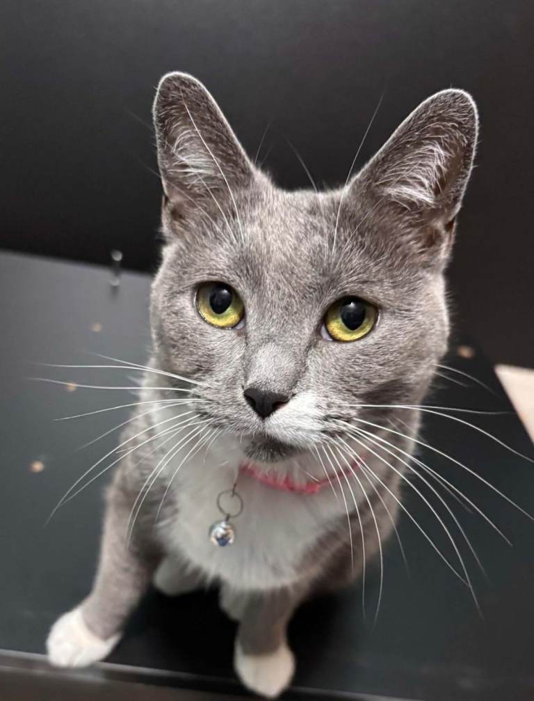Famele cat