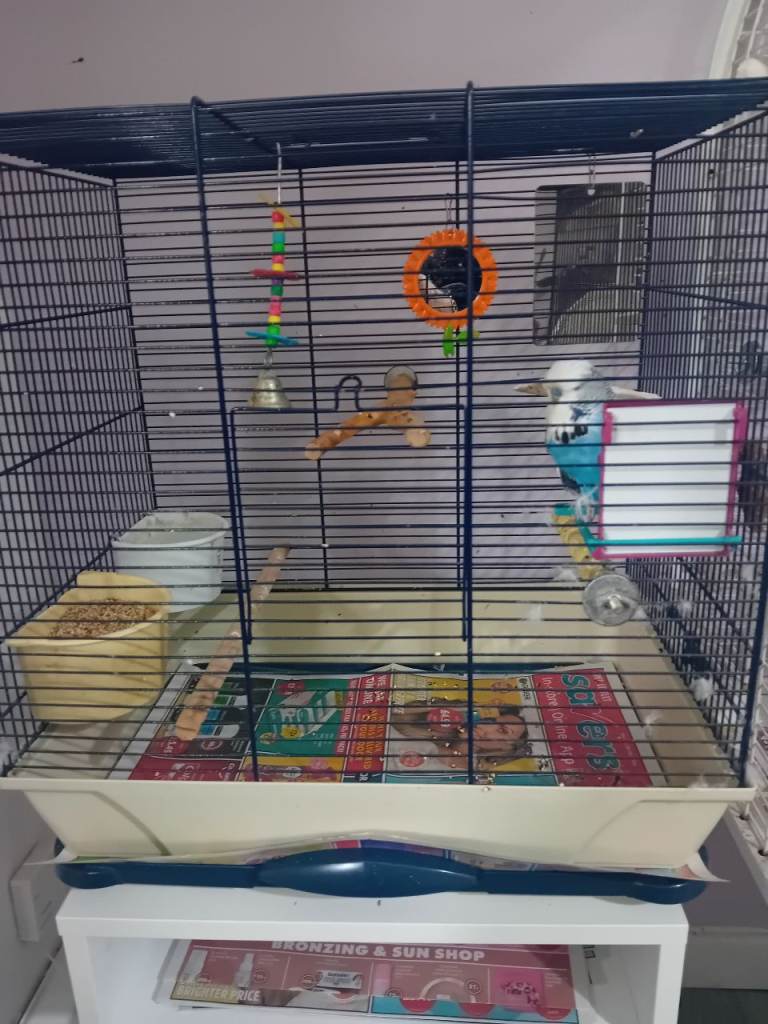 Budgee cage