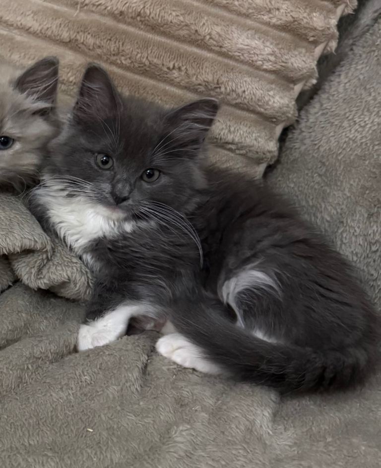 Last Solid Blue Mitted Boy 