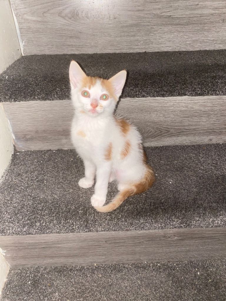 1 Cat 2 kittens for sale