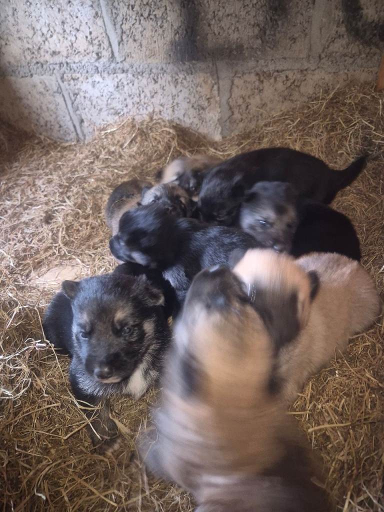 Malinois gsd husky mix pups