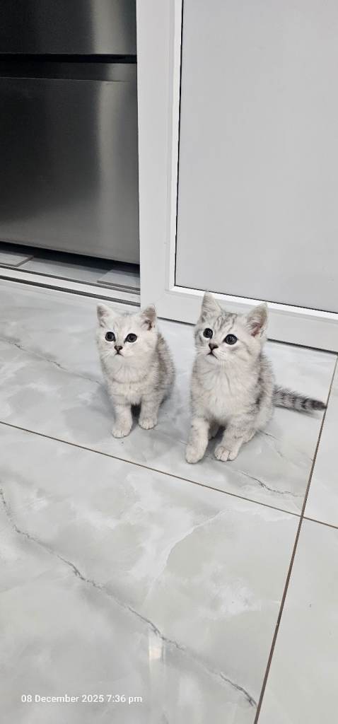 kittens 2 lovely girl available for new house 