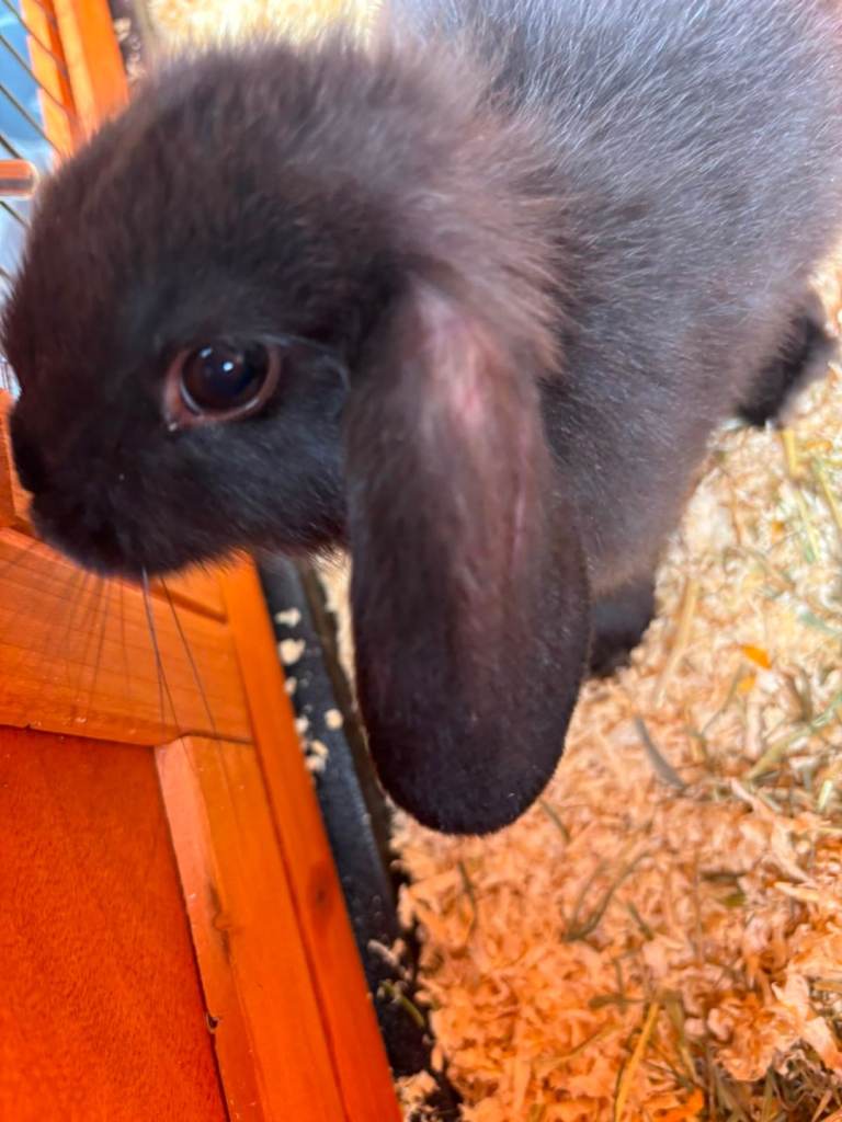 Beautiful minilop 9 weeks old with hutch 