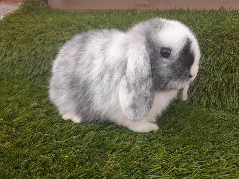 Mini Lop Rabbits