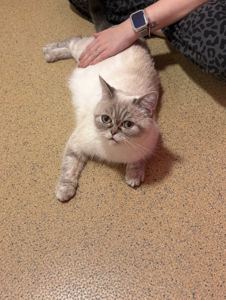 Persian cross kittens 