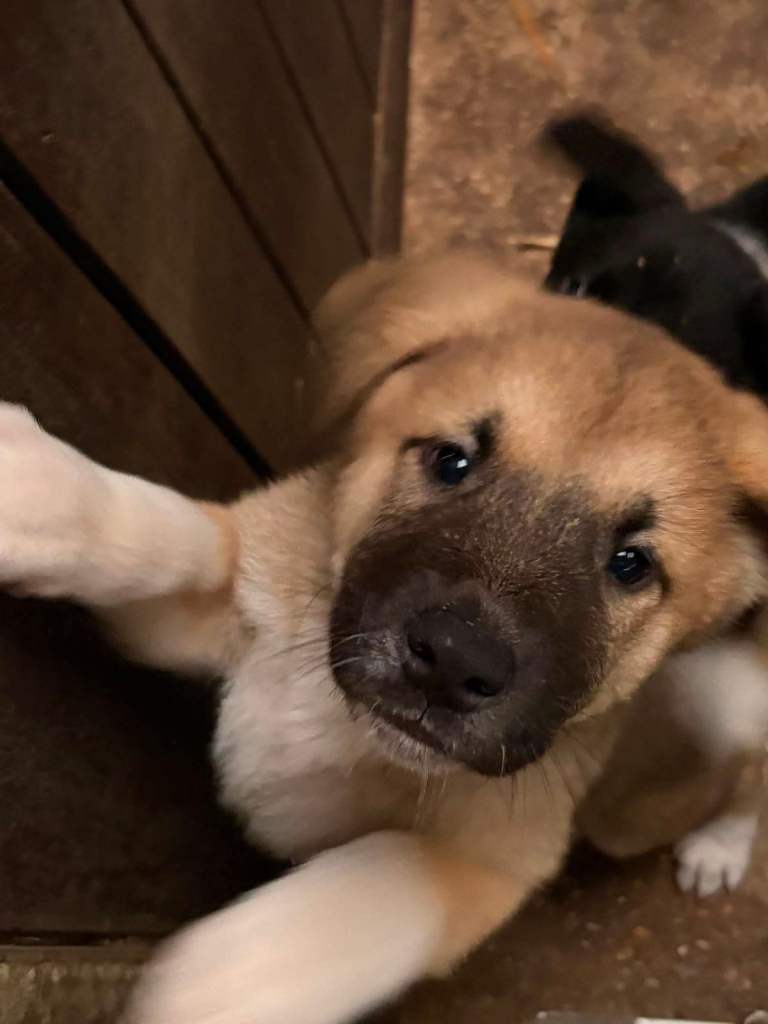 Akita puppies looking for their forever home! 