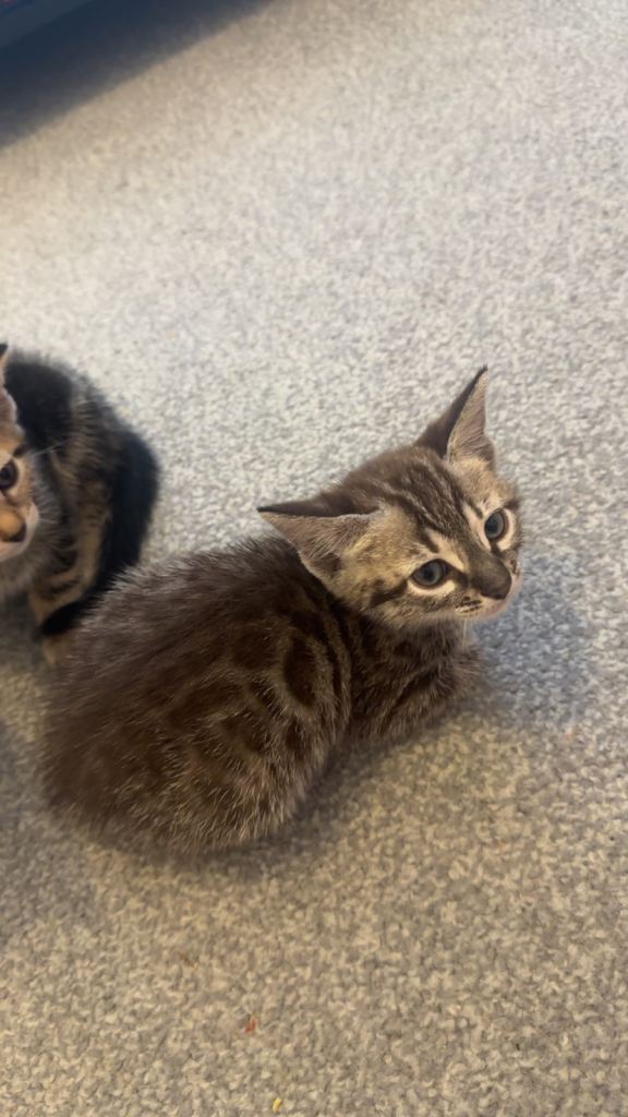 Bengal kittens