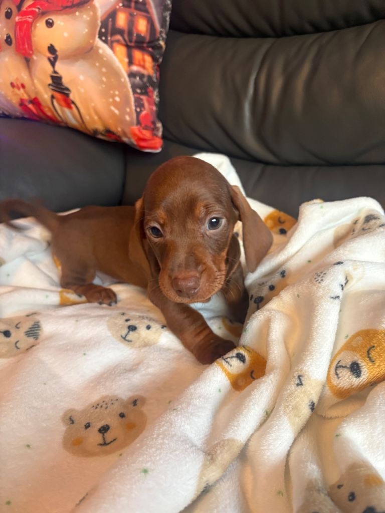 LAST 2 BOYS LEFT PRICE DROP Dachshund pups