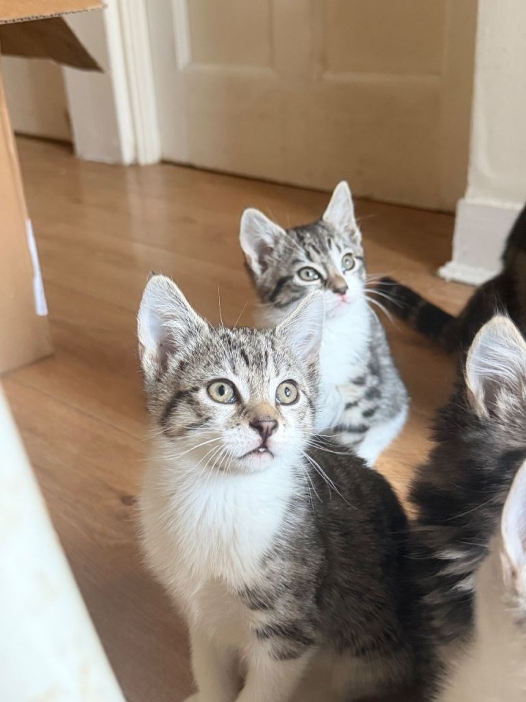 *READY TO GO TODAY *Two playful female kittens🩷
