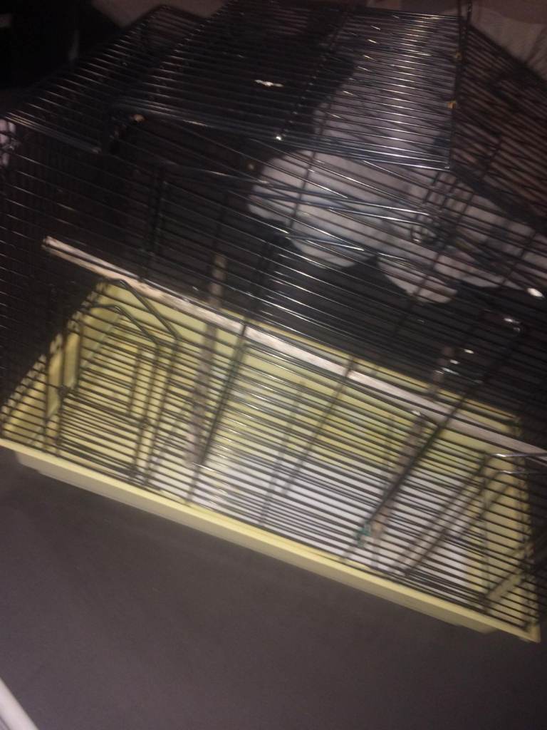 Large bird cage 