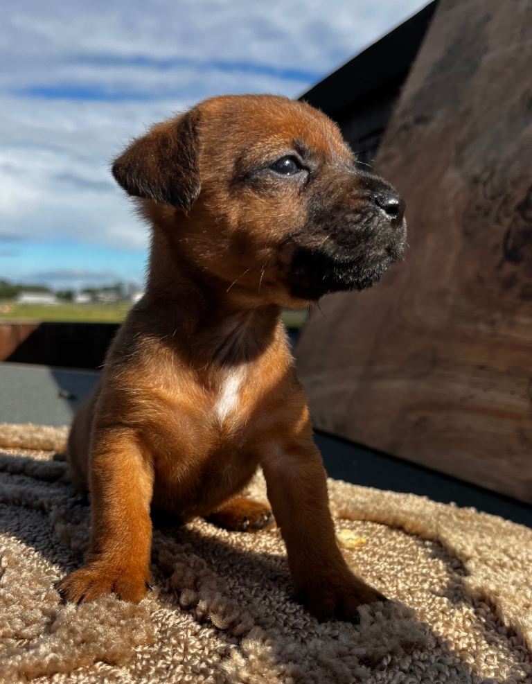4 beautiful terrier pups 